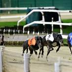 how to bet on the derby